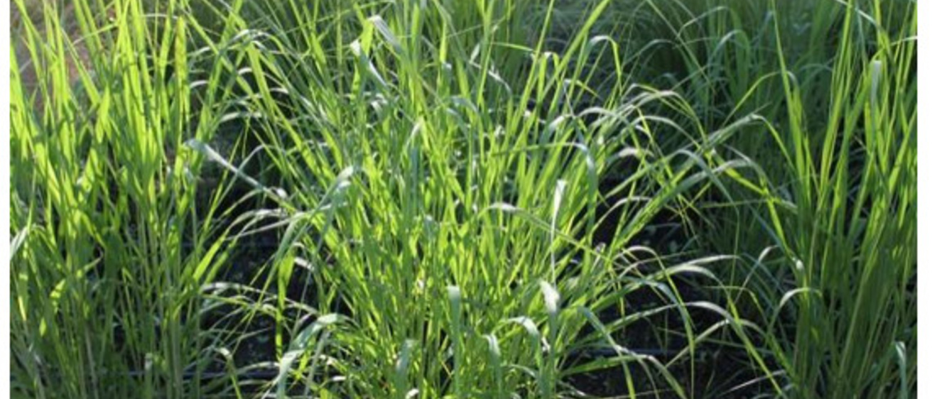 Switchgrass