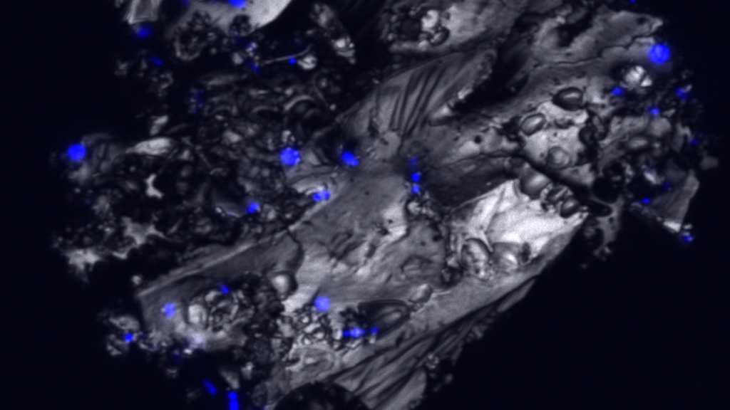 Image of biofilm on biochar