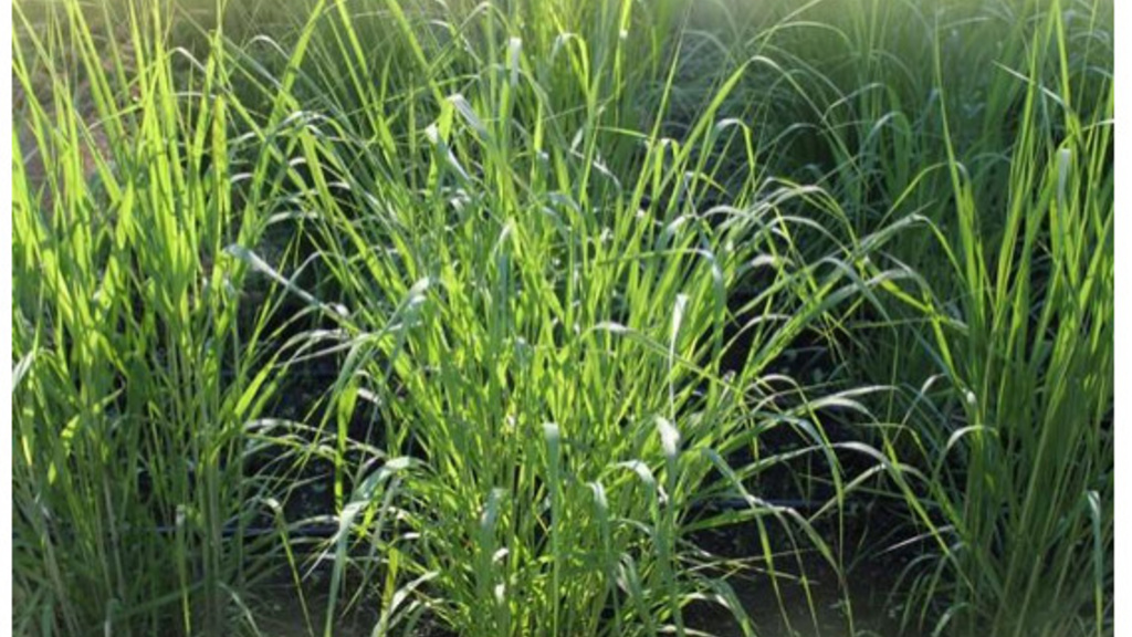 Switchgrass